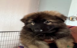 German Shepherd dogs for sale: Ready to leave kc reg big boned health tested gsd - Image 10