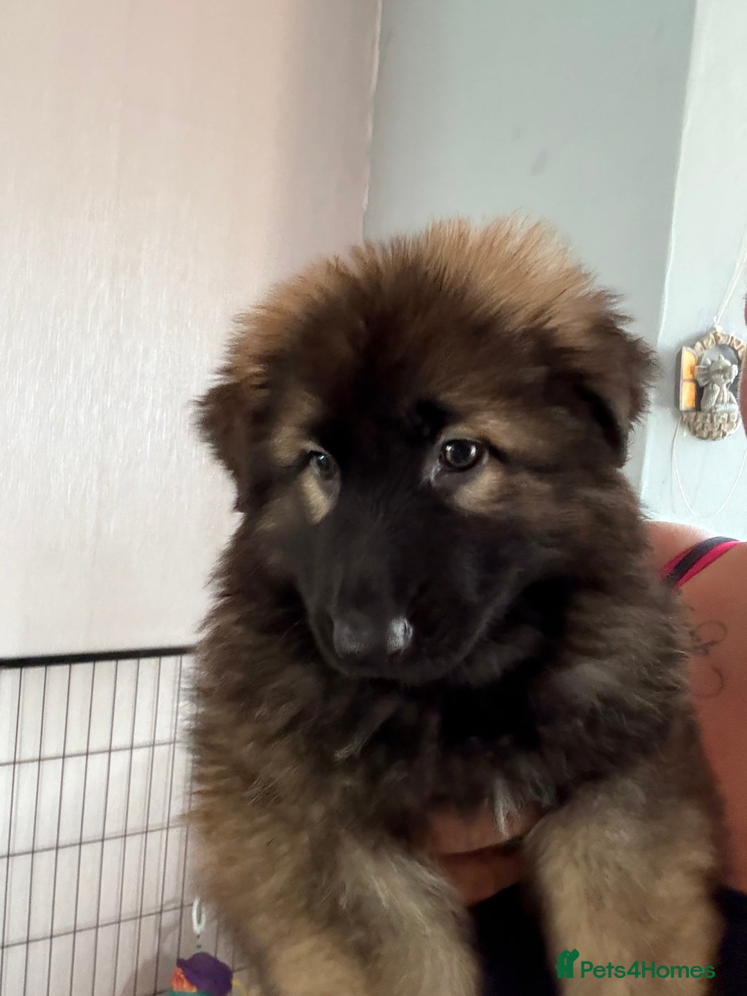 German Shepherd dogs for sale: Ready to leave kc reg big boned health tested gsd - Image 10