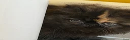 Persian cats for sale: Beautiful Pedigree Persian Kittens ready NOW - Advert 11