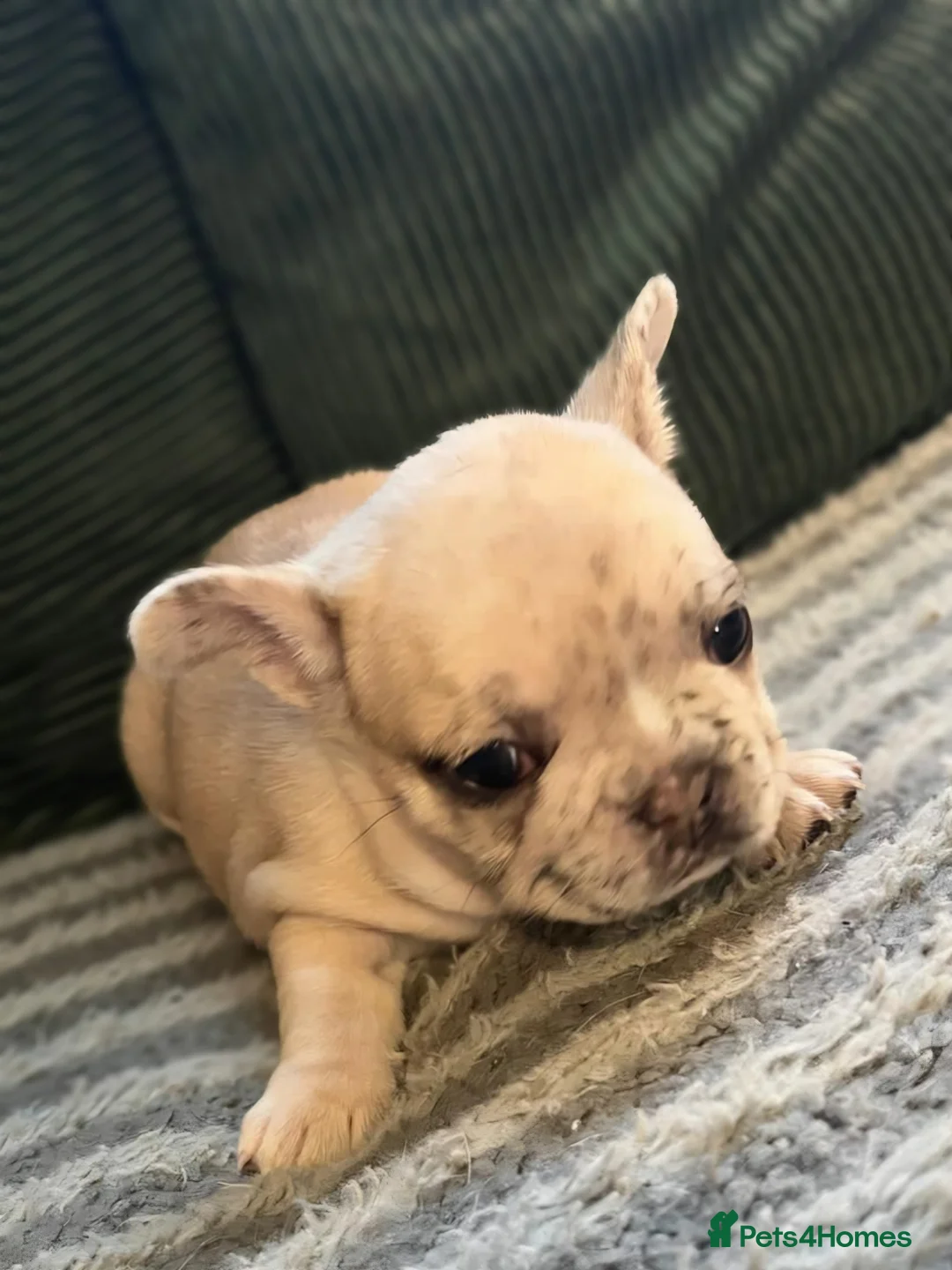 French Bulldog dogs for sale: Recently Reduced - beautiful french bulldogs - Advert 2