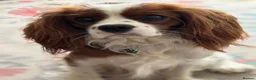 Cavalier King Charles Spaniel dogs for sale: Cavalier King Charles spaniel male 17 months  - Advert 1