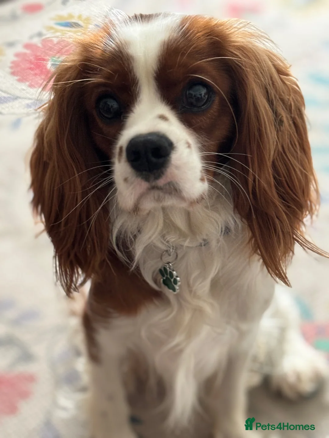 Cavalier King Charles Spaniel dogs for sale: Cavalier King Charles spaniel male 17 months  - Advert 1