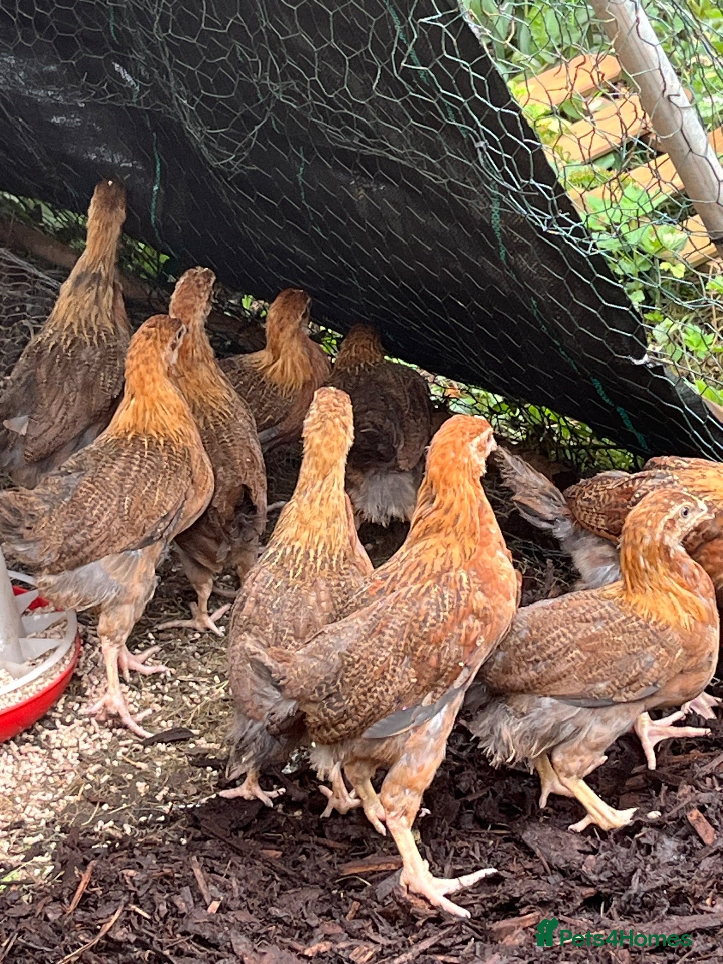Chickens poultry Stunning Wellsummers hens  - Advert 1