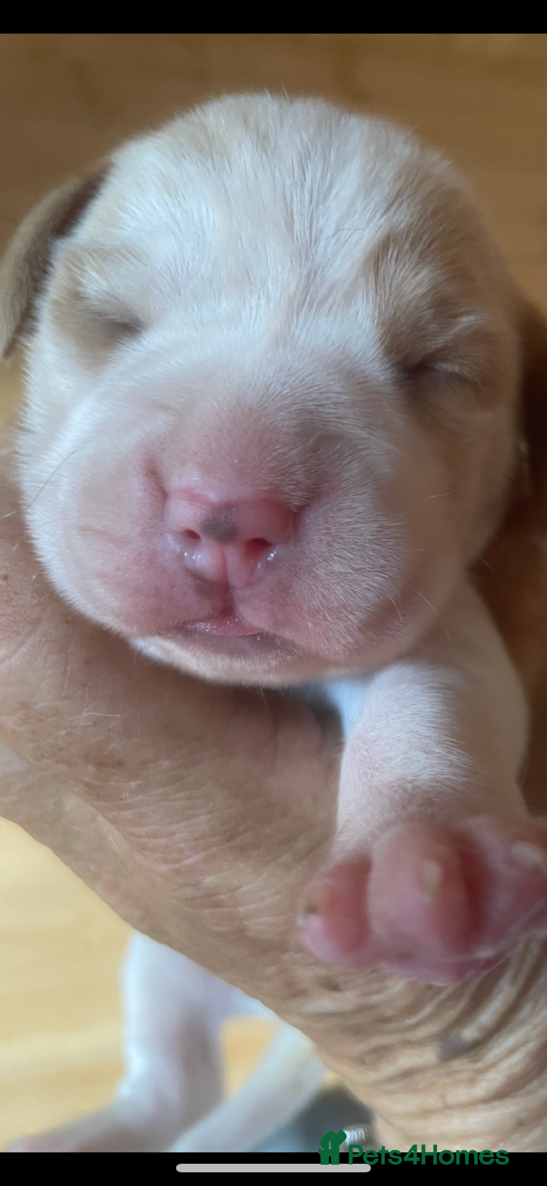 Beagle dogs for sale: Beautiful beagle boys kc reg ready 19 sept  - Image 18