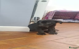 Mixed Breed dogs for sale: 8 Week Old Puppy for Sale – Loving Home Needed - Image 3