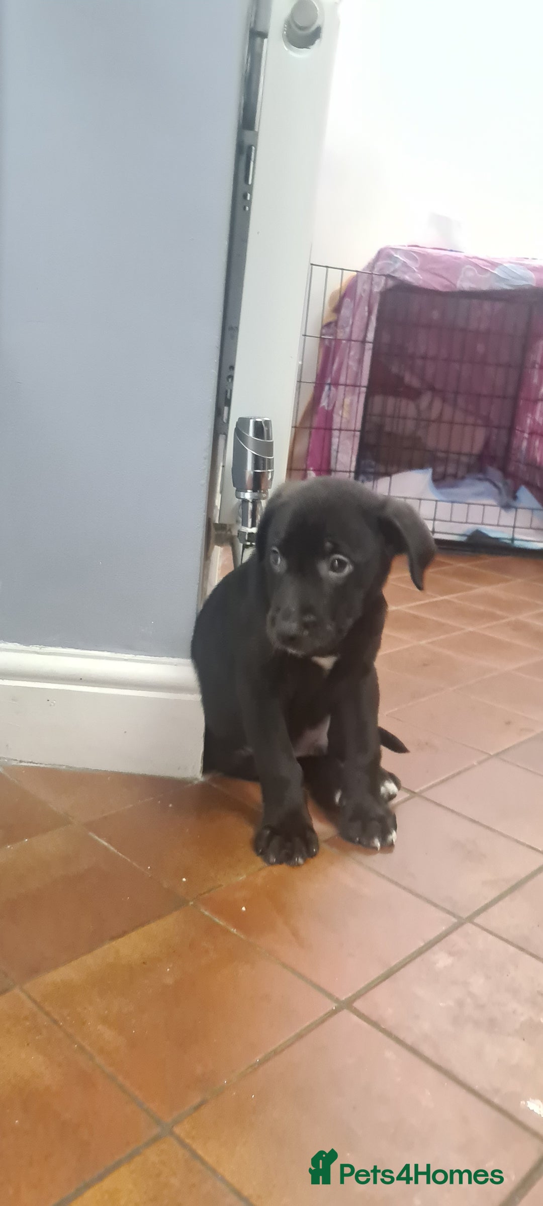 Mixed Breed dogs for sale: 8 Week Old Puppy for Sale – Loving Home Needed - Image 3