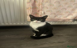 British Shorthair cats for sale: Girl kitten - Image 1