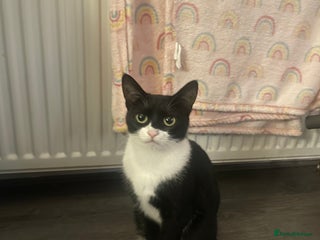 British Shorthair cats for sale - Advert 1