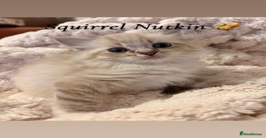 Ragdoll cats - Advert 13