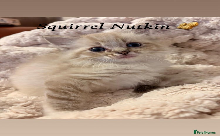 Ragdoll cats - Advert 5