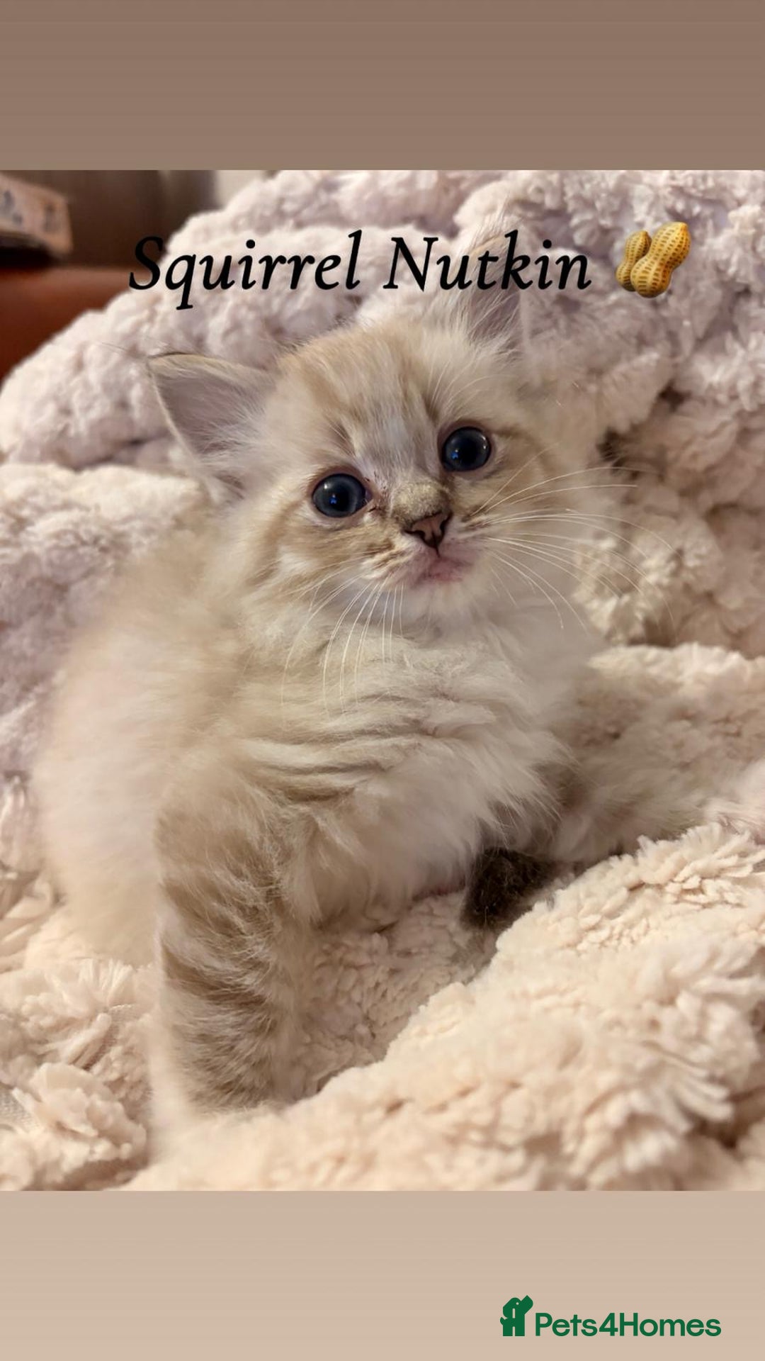 Ragdoll cats for sale: Cherubim Ragdoll Kittens TICA Mink Lynx - Image 11