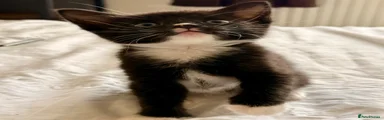 Mixed Breed Kitten 2