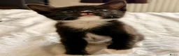 Mixed Breed cats for sale: Loving Kittens Looking for Their Forever Homes - Advert 8