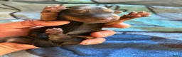 Miniature Dachshund dogs for sale: Long hair miniature dachshund  - Advert 2