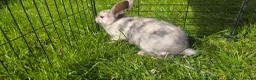 Rex rabbits for sale: Various mini rexes for sale - Advert 6