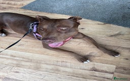 Mixed Breed dogs for sale: Mixed breed almost 1 year old  - Image 5