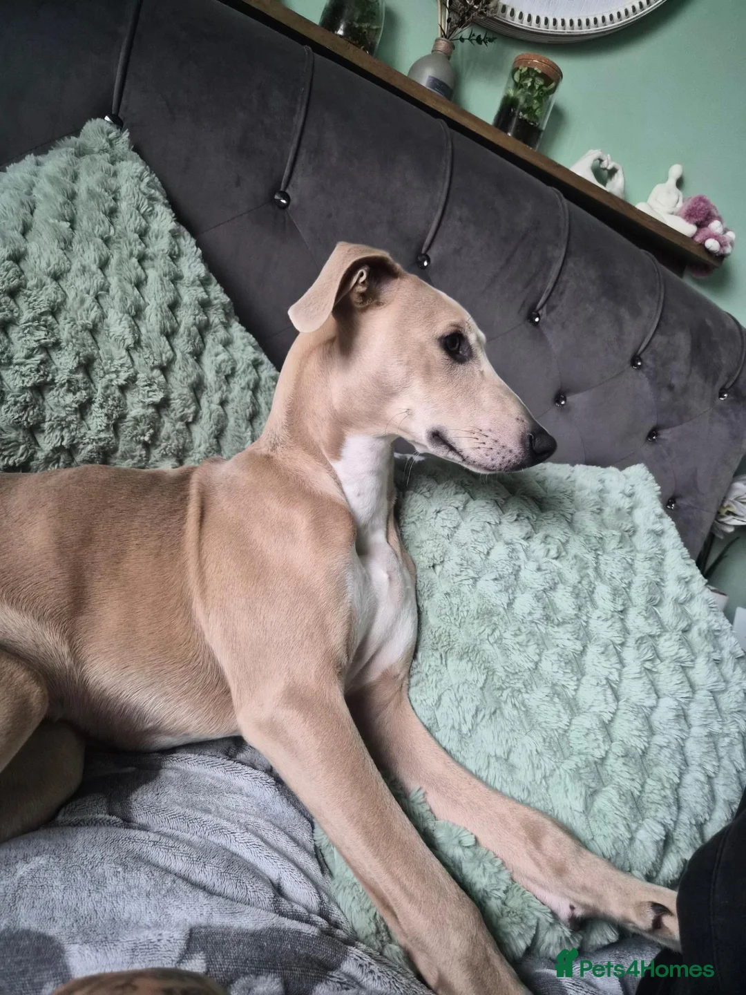Mixed Breed dogs for sale: 5 month boy - Advert 2