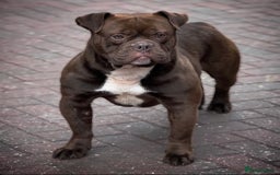 Old Tyme Bulldog dogs for stud: Exceptional 5⭐️Licensed & Registered 23 years expe in Wisbech - Image 3