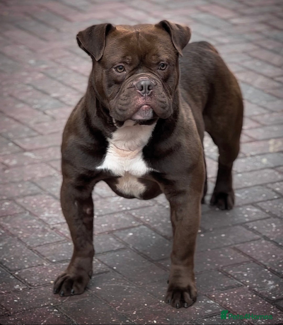 Old Tyme Bulldog dogs for stud: Exceptional 5⭐️Licensed & Registered 23 years expe in Wisbech - Image 3