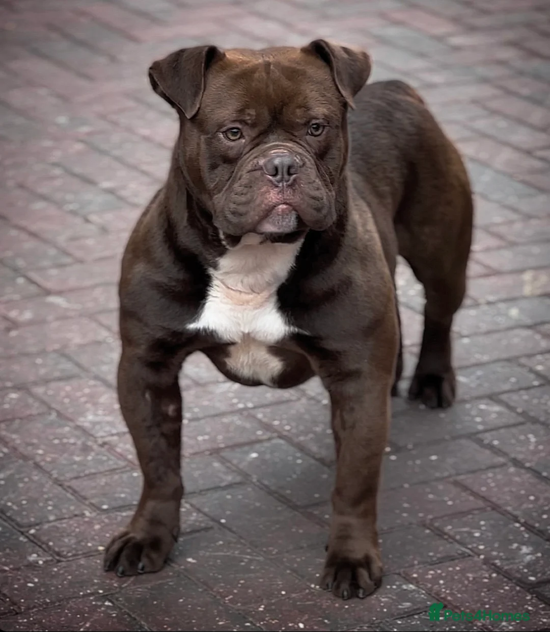 Old Tyme Bulldog dogs for stud: Exceptional 5⭐️Licensed & Registered 23 years expe in Wisbech - Advert 3