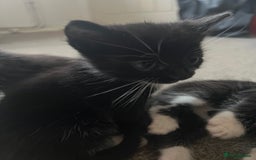 Mixed Breed cats for sale: Black and white Mixed breed kittens - Image 5