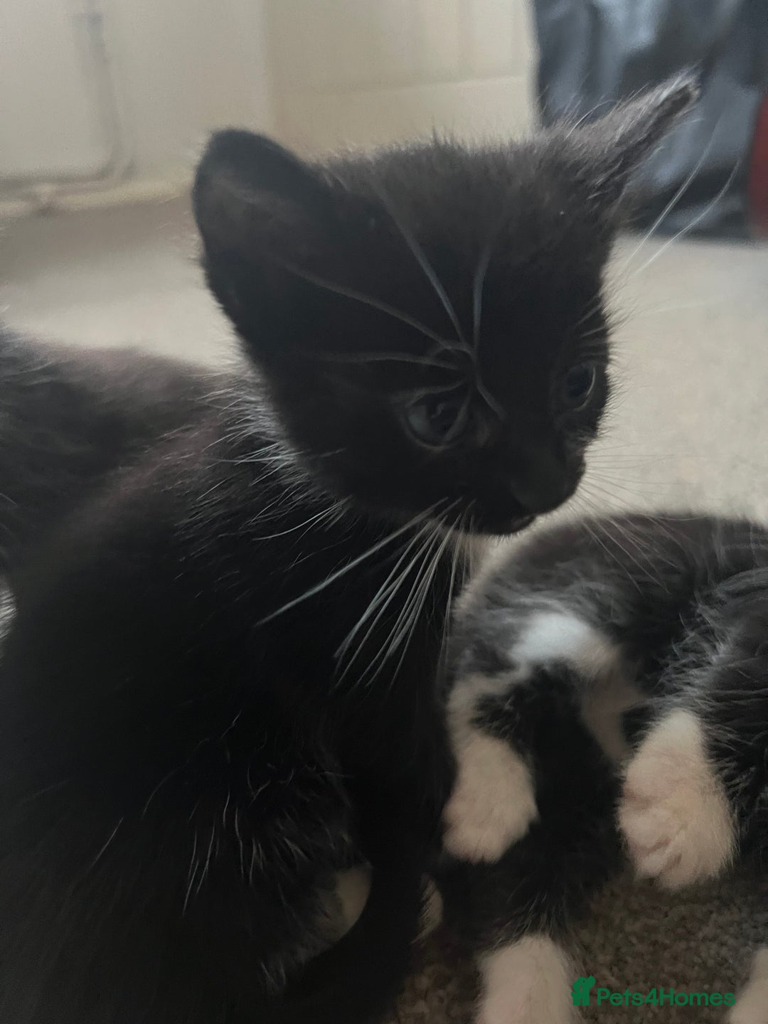 Mixed Breed cats for sale: Black and white Mixed breed kittens - Image 5