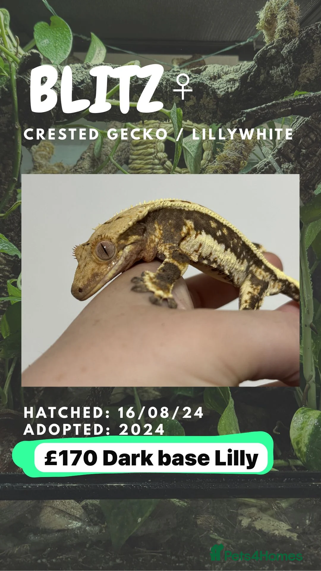 Gecko reptiles for sale: CRESTIES & ENCLOSURES - Advert 2