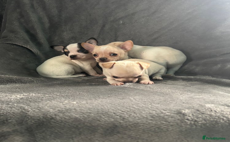 Chihuahua dogs - Advert 6