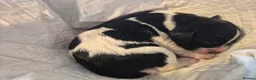 Springador dogs for sale: Springador X English springer spaniel pups - Advert 8