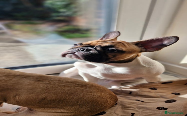 French Bulldog dogs - Advert 2