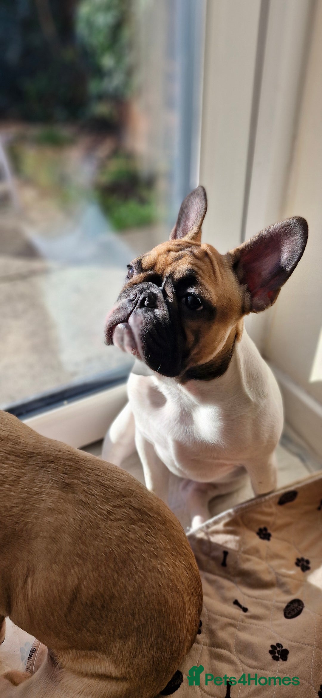 French Bulldog dogs for sale: French Bulldog - Advert 1