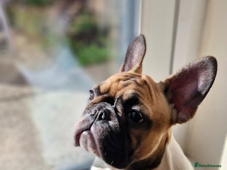 French Bulldog dogs - Advert 8
