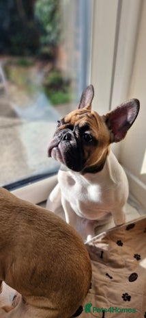 French Bulldog dogs - Advert 6