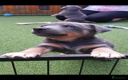 Jack Russell dogs for sale: Lilac/Blue Jack Russell puppies  in Hornchurch - Image 2