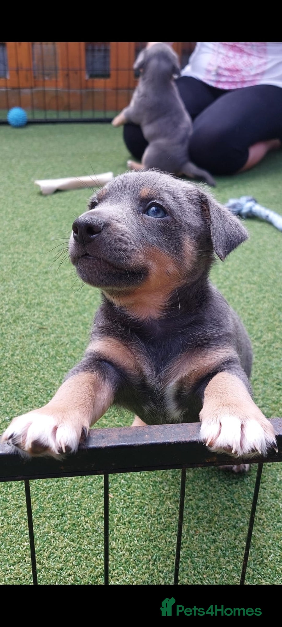 Jack Russell dogs for sale: Lilac/Blue Jack Russell puppies  in Hornchurch - Image 2