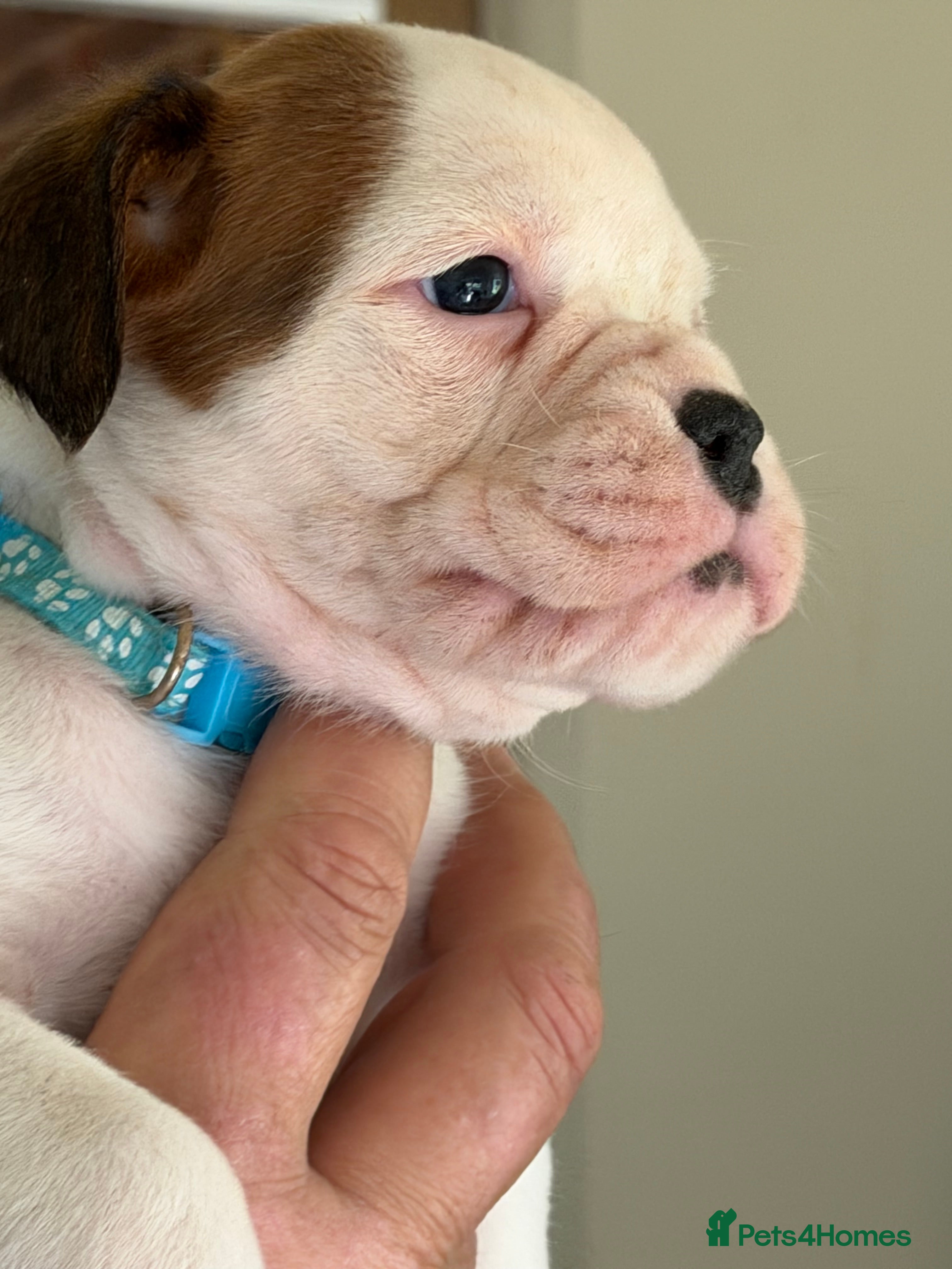 Boxer dogs Last 3 adorable KC registered boxer puppies  - Advert 6