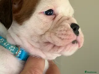 Boxer dogs Last 3 adorable KC registered boxer puppies - Advert 6