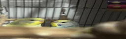 Budgerigars birds for sale: Two beautiful budgies  - Advert 2