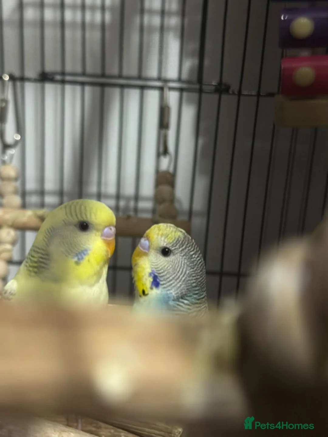 Budgerigars birds for sale: Two beautiful budgies  - Advert 2