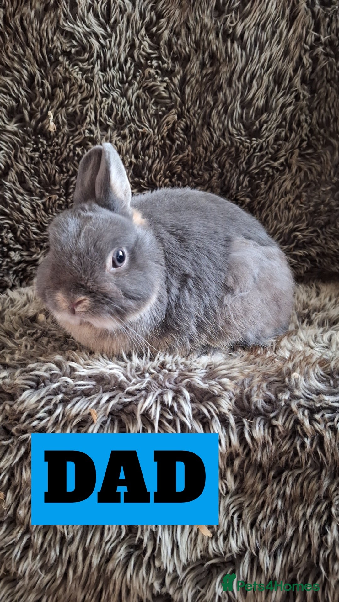 Netherland Dwarf rabbits for sale: Baby Netherland Dwarfs  - Advert 17