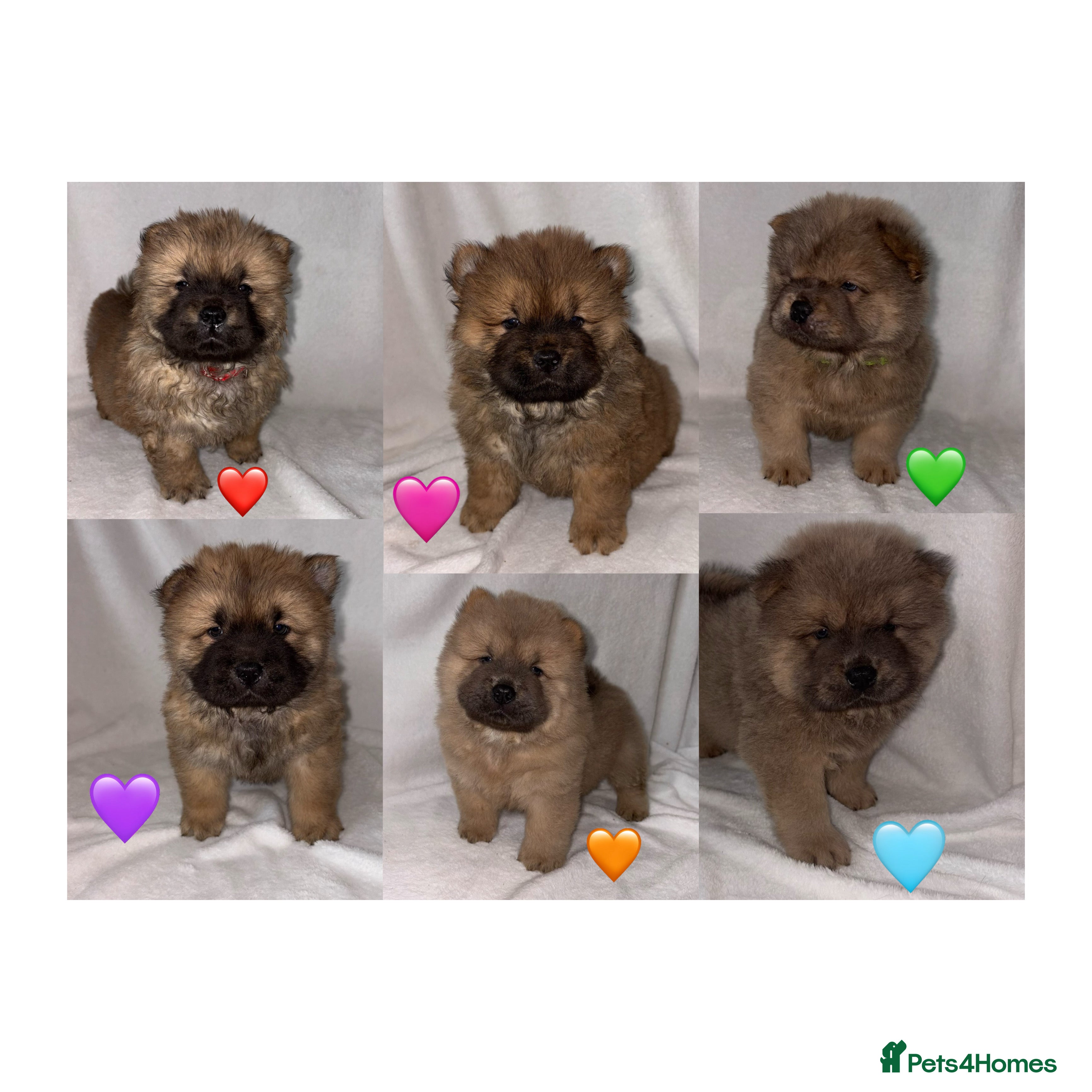 Chow Chow dogs 6 Stunning Chow Chow Puppies Left - Advert 17