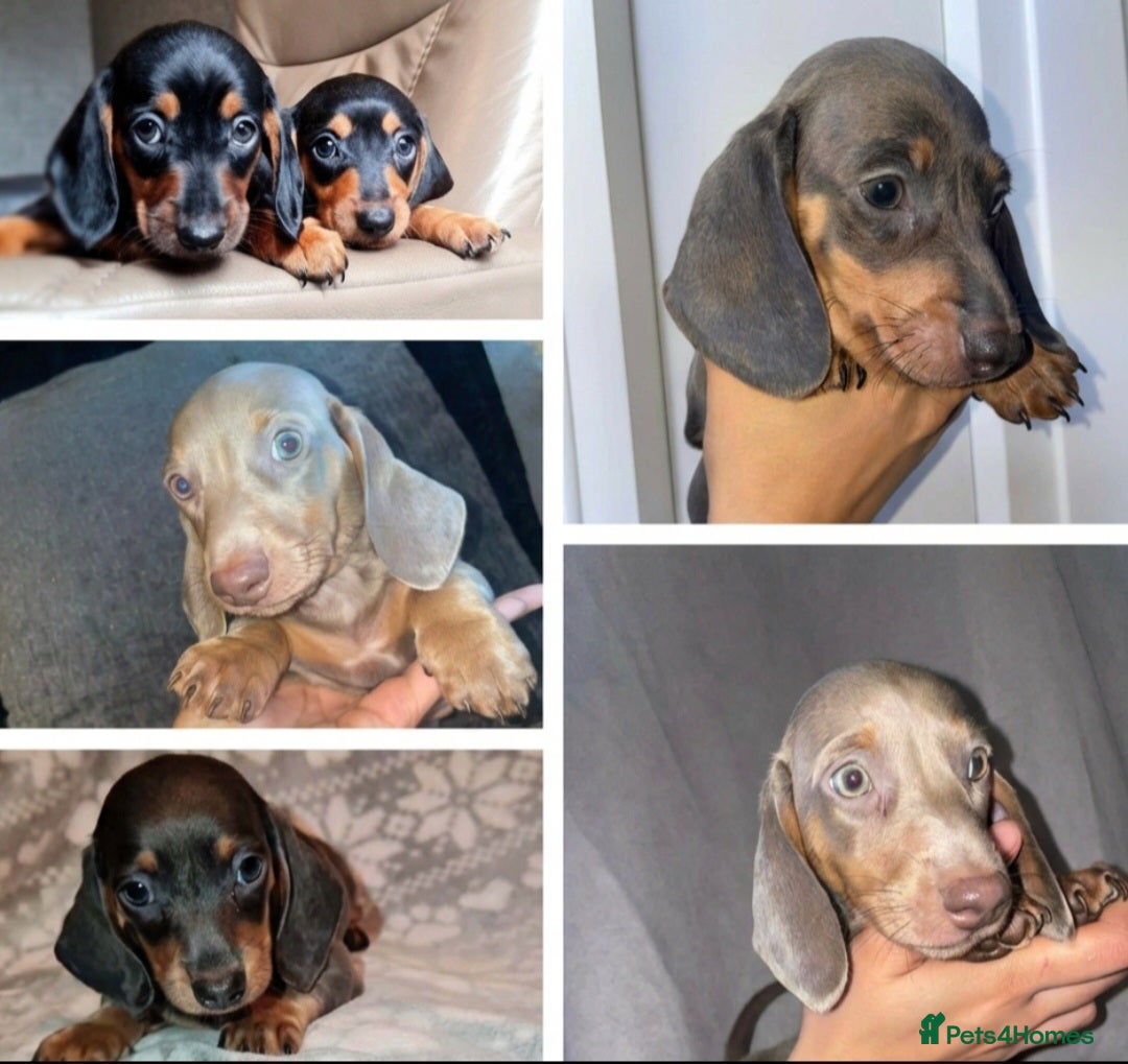 Miniature Dachshund dogs Beautiful Dachshund puppies for sale  - Advert 4