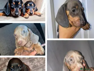 Miniature Dachshund dogs Beautiful Dachshund puppies for sale - Advert 4