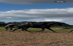 English Thoroughbred horses for sale: 12 year old 16.2hh gelding  - Image 7