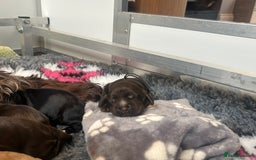Cocker Spaniel dogs for sale: Stunning litter of show cocker spaniels  - Image 34