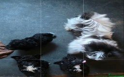 Jackapoo dogs for sale: 2 Toy poodle 3/4 Boys - Image 18