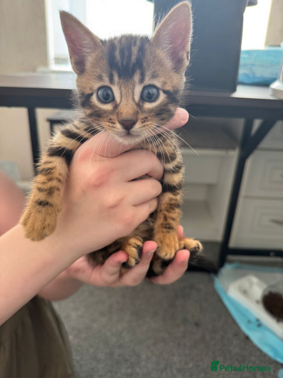 Bengal cats for sale: Beautiful Bengal mixed kittens - Image 19