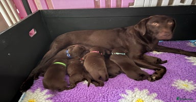 Labrador Retriever dogs - Advert 6