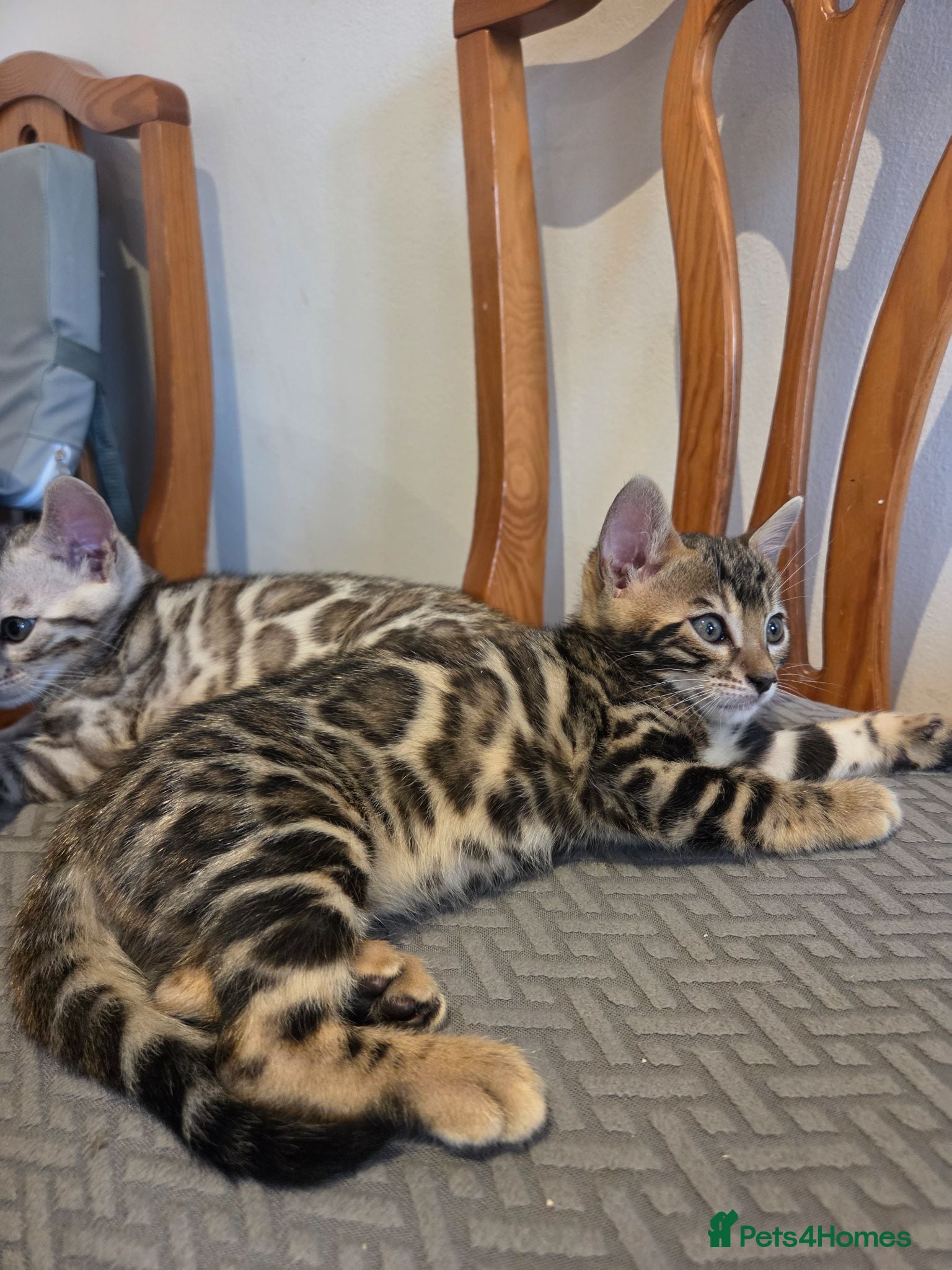 Bengal cats Pure Bengals Stunning Colour-(2 left) - Advert 2