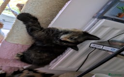 Mixed Breed cats for sale: Kittens 2 litters - Image 12